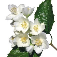 Схема вышивки «цветы»