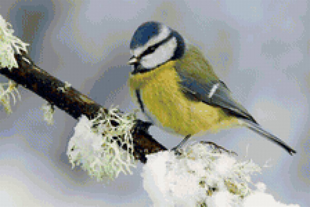 Большая синица - лес, птицы, зима, животные, природа - предпросмотр