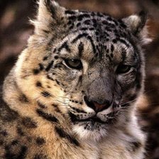 Схема вышивки «Снежный барс»