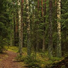 Схема вышивки «лес»