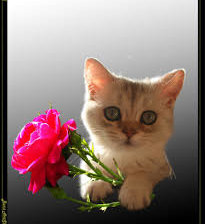 Схема вышивки «роза»