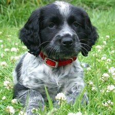 Схема вышивки «русский спаниель»