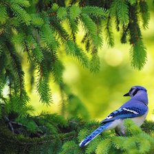 Схема вышивки «№1470984»