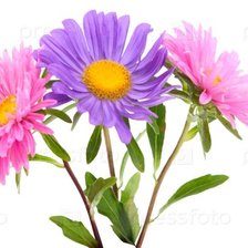 Схема вышивки «астры»