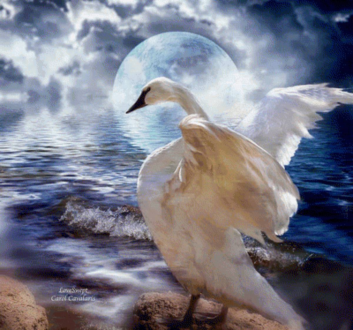 ЛЕБЕДЬ - природа, лебеди, carol cavalaris, вода - предпросмотр