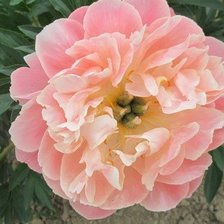 Схема вышивки «ПИОН»