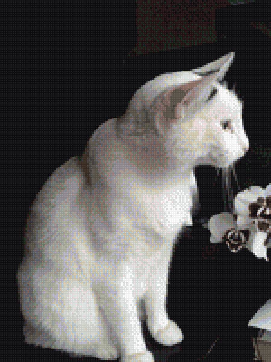 Степаша - цветы, кот - предпросмотр