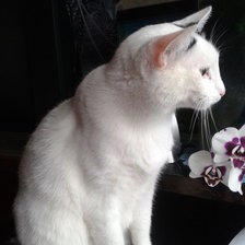 Схема вышивки «Степаша»