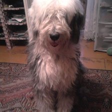 Схема вышивки «Ставр»