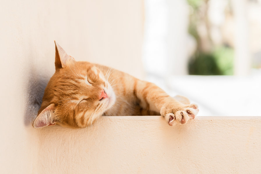 Рыжик - кот - оригинал