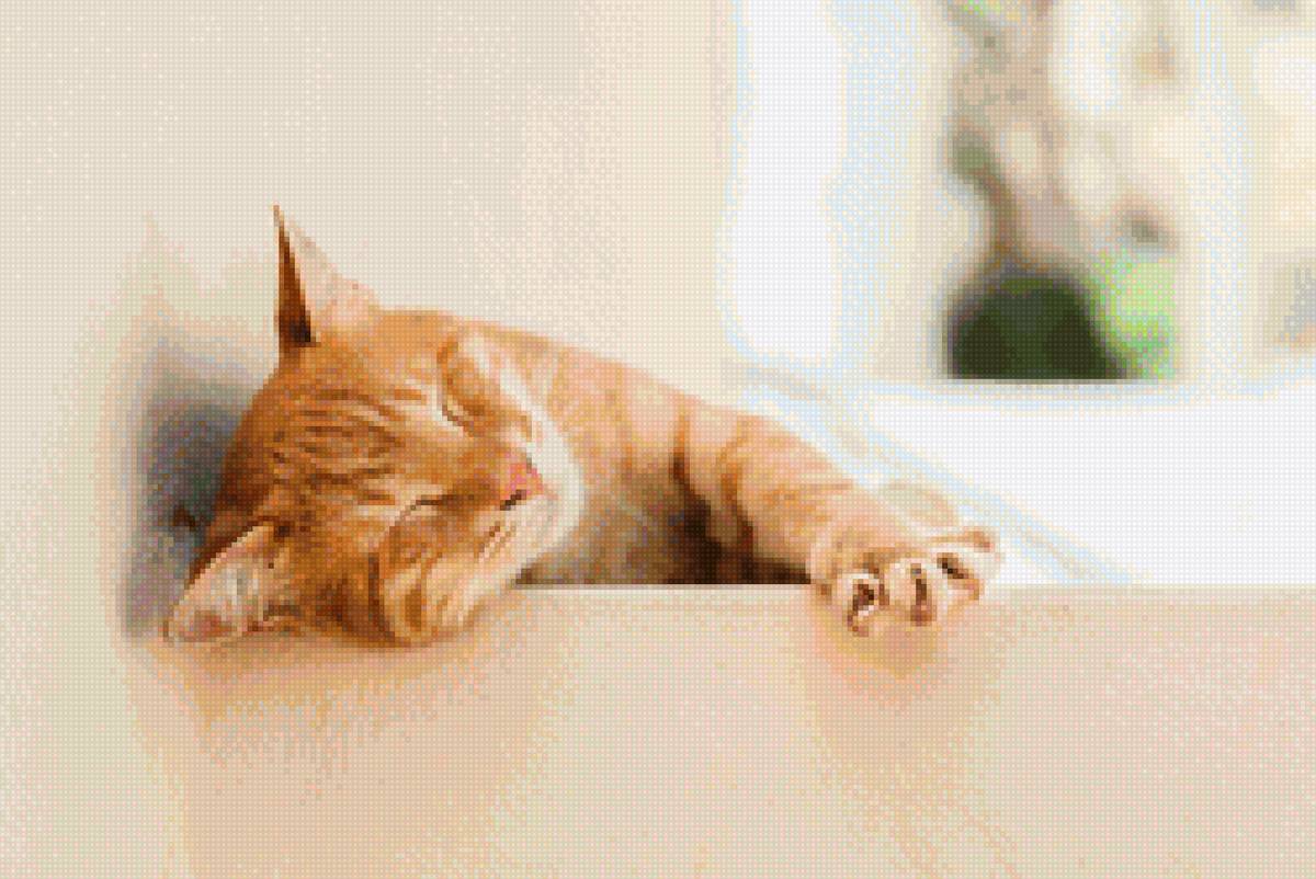 Рыжик - кот - предпросмотр