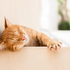 Схема вышивки «Рыжик»