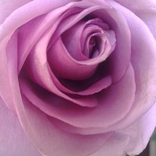 Схема вышивки «Роза»