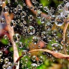 Схема вышивки «Капли в паутине»