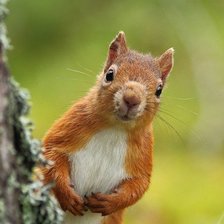 Схема вышивки «Любопытство»