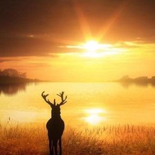 Схема вышивки «Олень»