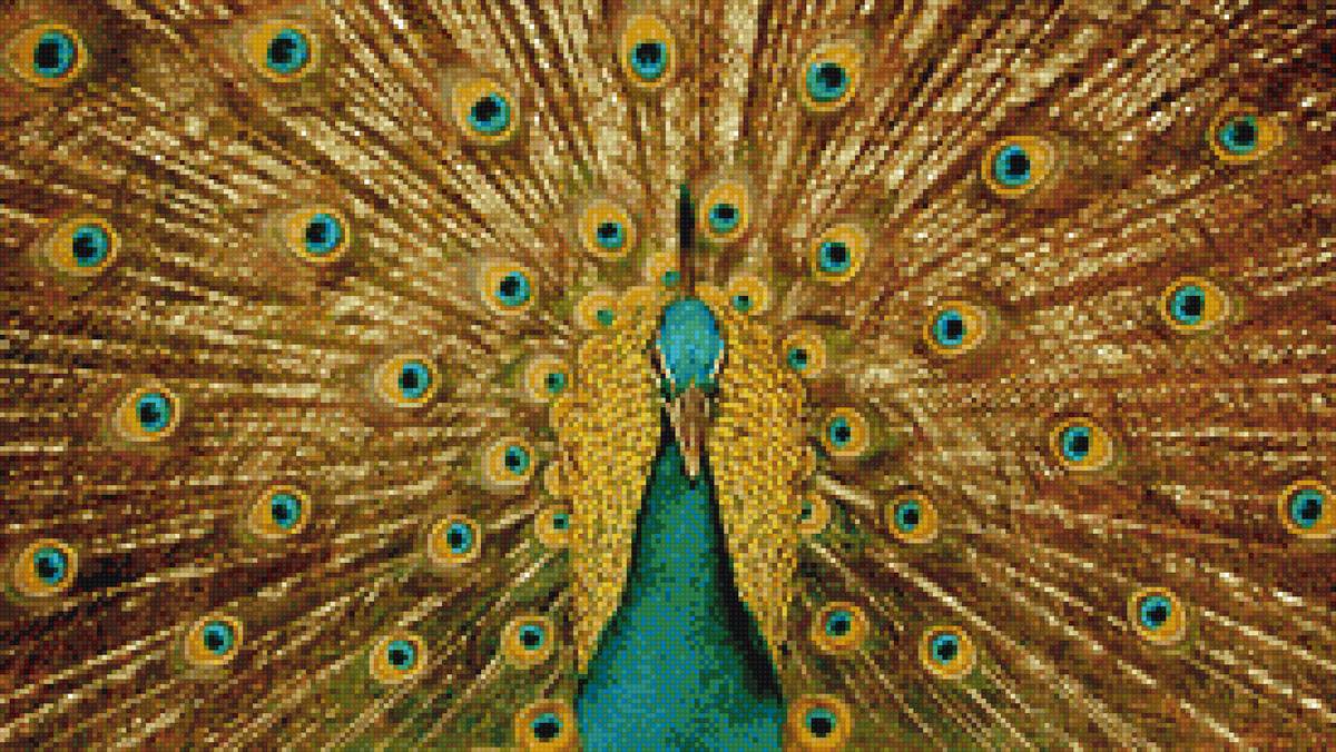 Павлин - перья, павлин, птица, красота - предпросмотр