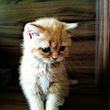 Схема вышивки «тедди»