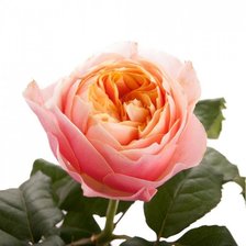 Схема вышивки «Роза остина»