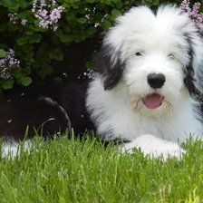 Схема вышивки «Щенок бобтейла»