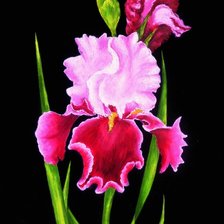 Схема вышивки «Ирис, розовый, красный, зеленый, на черном»