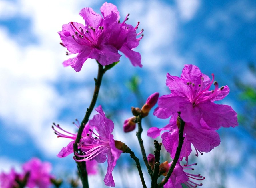 багульник - оригинал