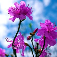 Схема вышивки «багульник»