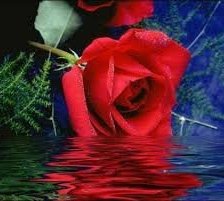 Схема вышивки «ROZA»