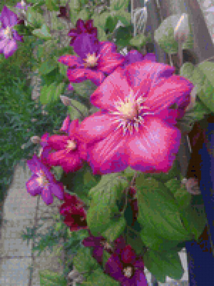 KLEMATIS - flora cvetq - предпросмотр