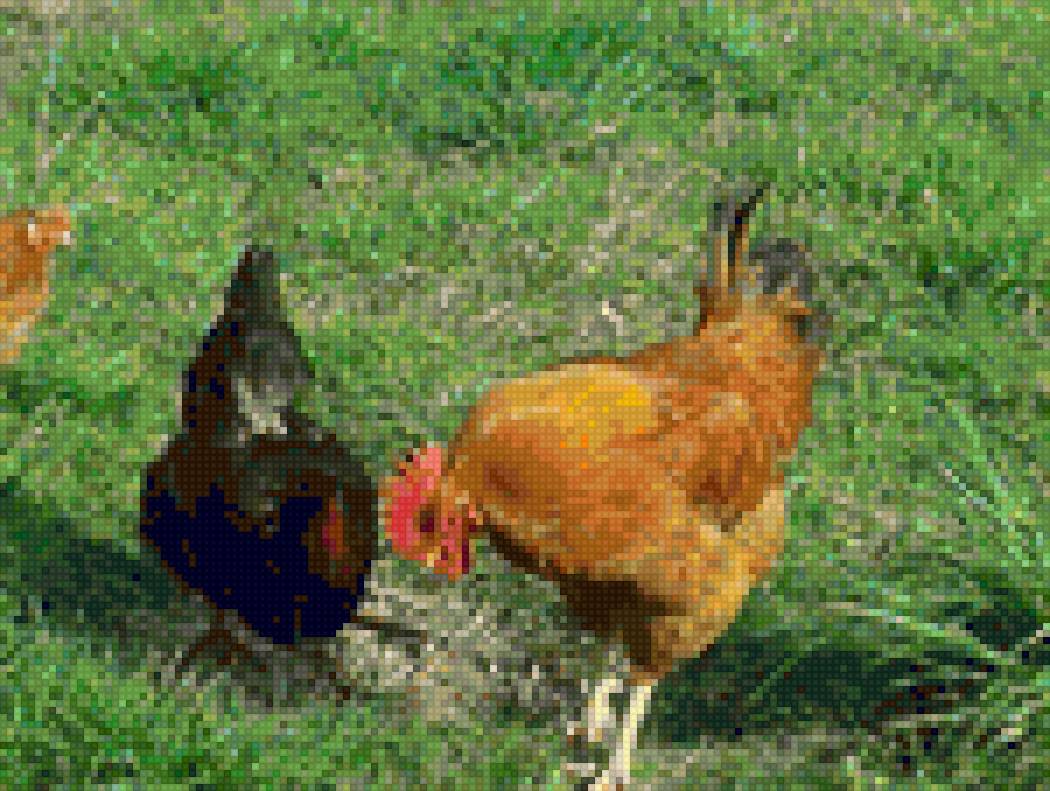 PETEL - fauna priroda ptici - предпросмотр