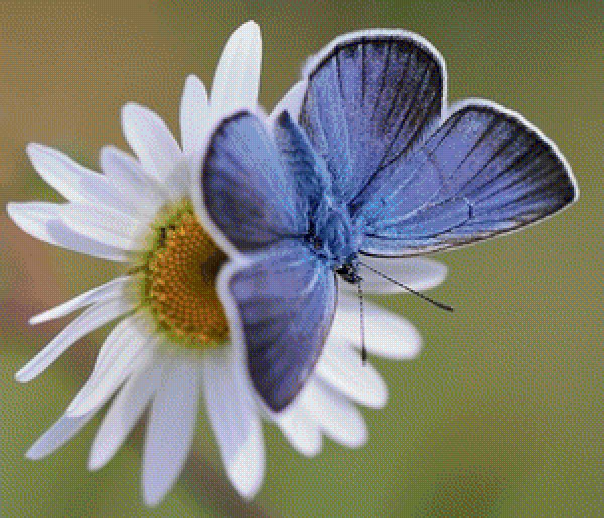 РОМАШКА - ромашка, природа - предпросмотр