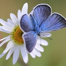 Схема вышивки «РОМАШКА»