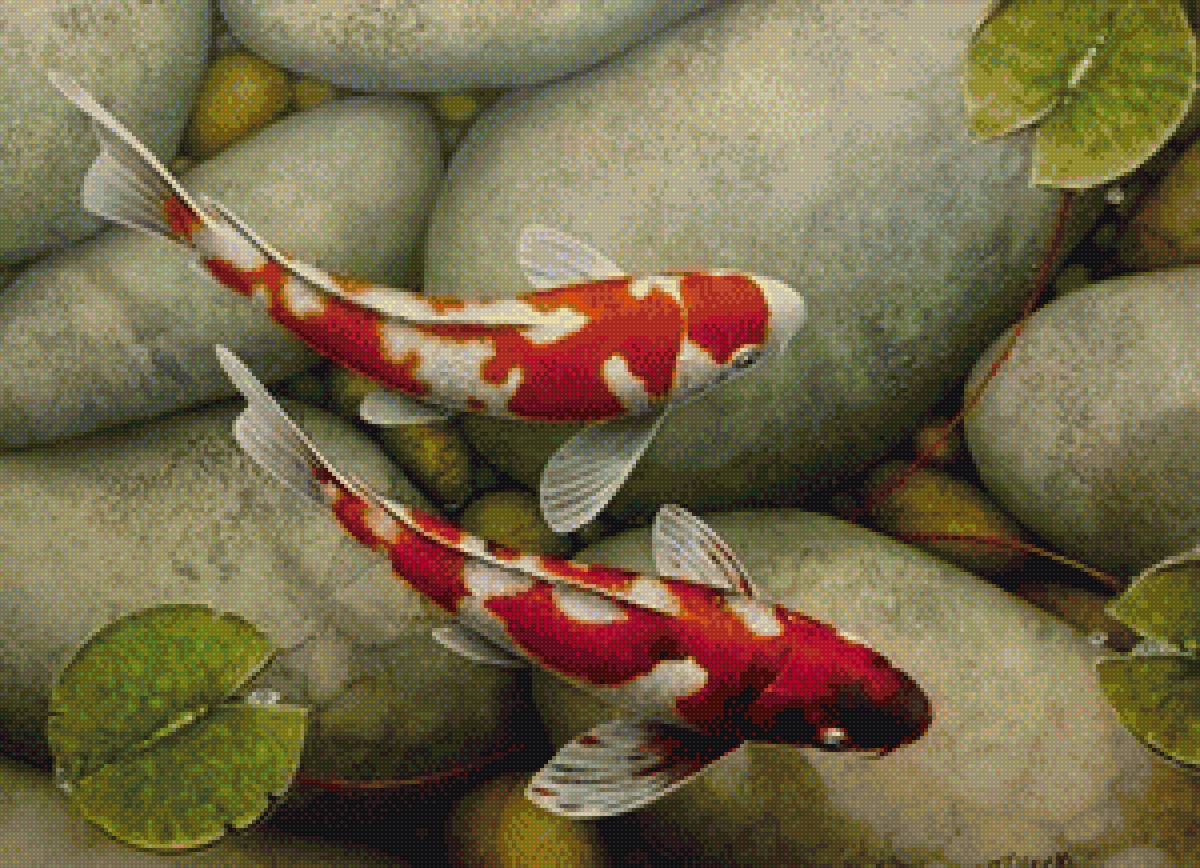 карпы кои кои - предпросмотр