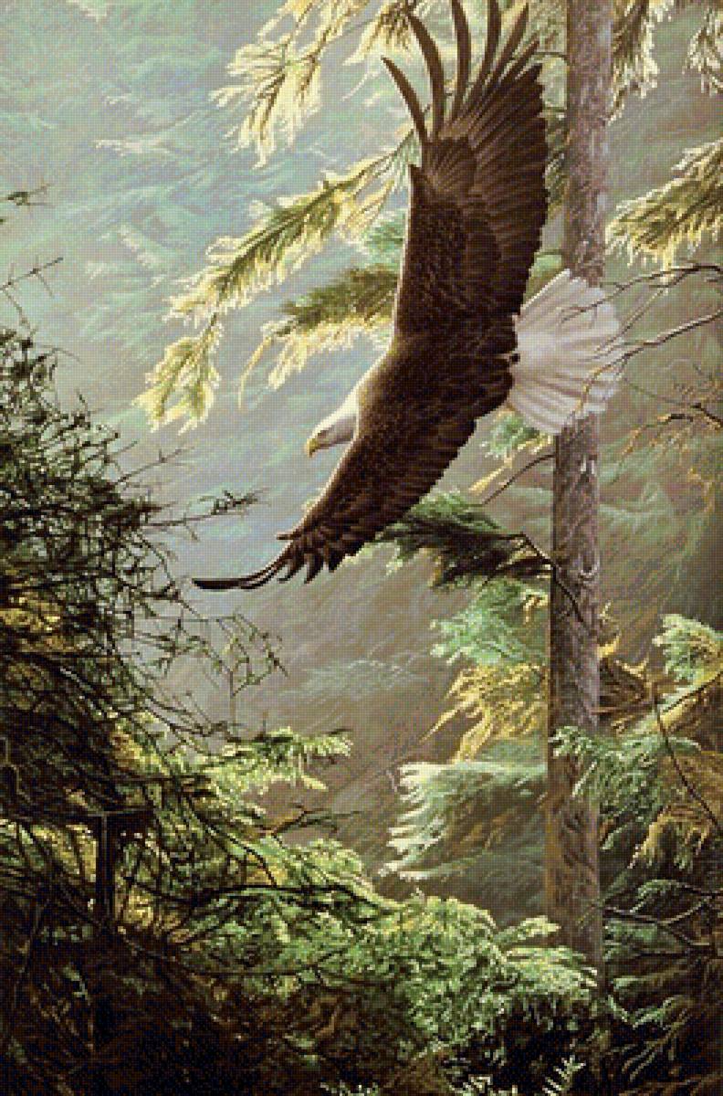 Рон Паркер Лысый орел - орел, птицы - предпросмотр