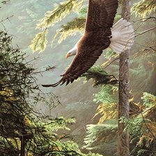 Схема вышивки «Рон Паркер Лысый орел»