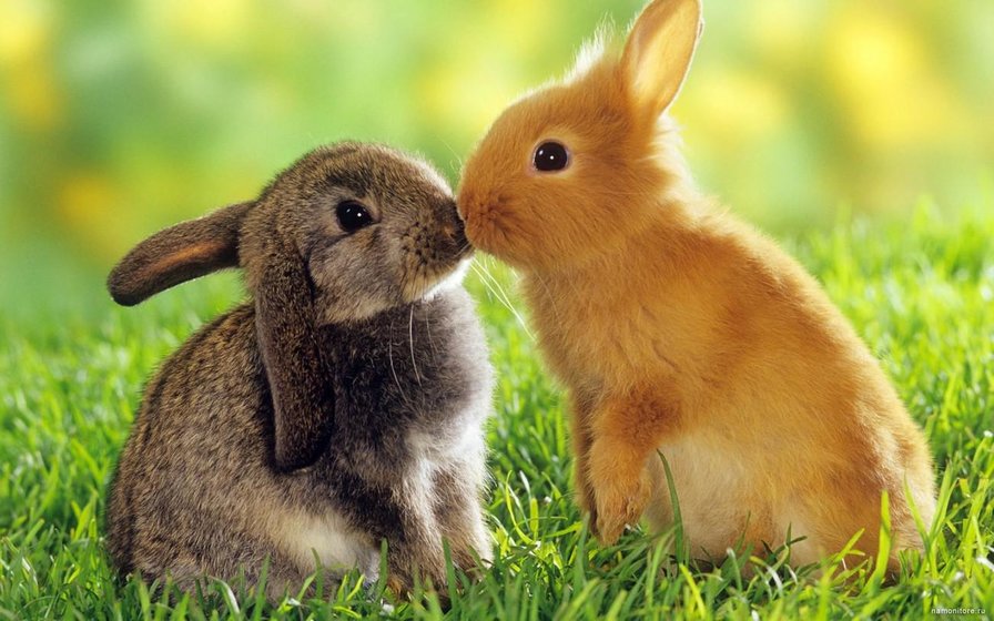 Кролики - кролик - оригинал