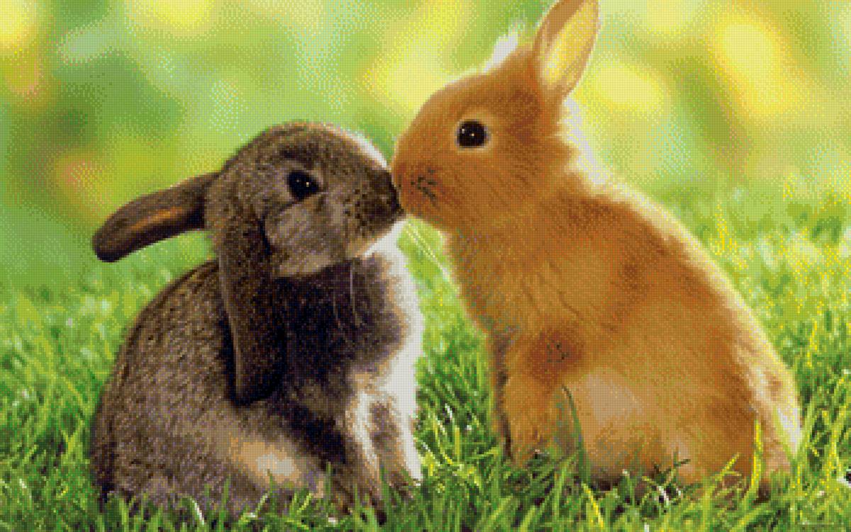 Кролики - кролик - предпросмотр