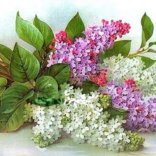 Схема вышивки «Сирень»