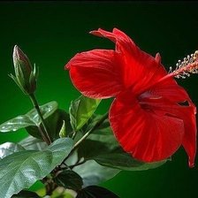 Схема вышивки «Гибискус»