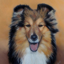 Схема вышивки «Колли»