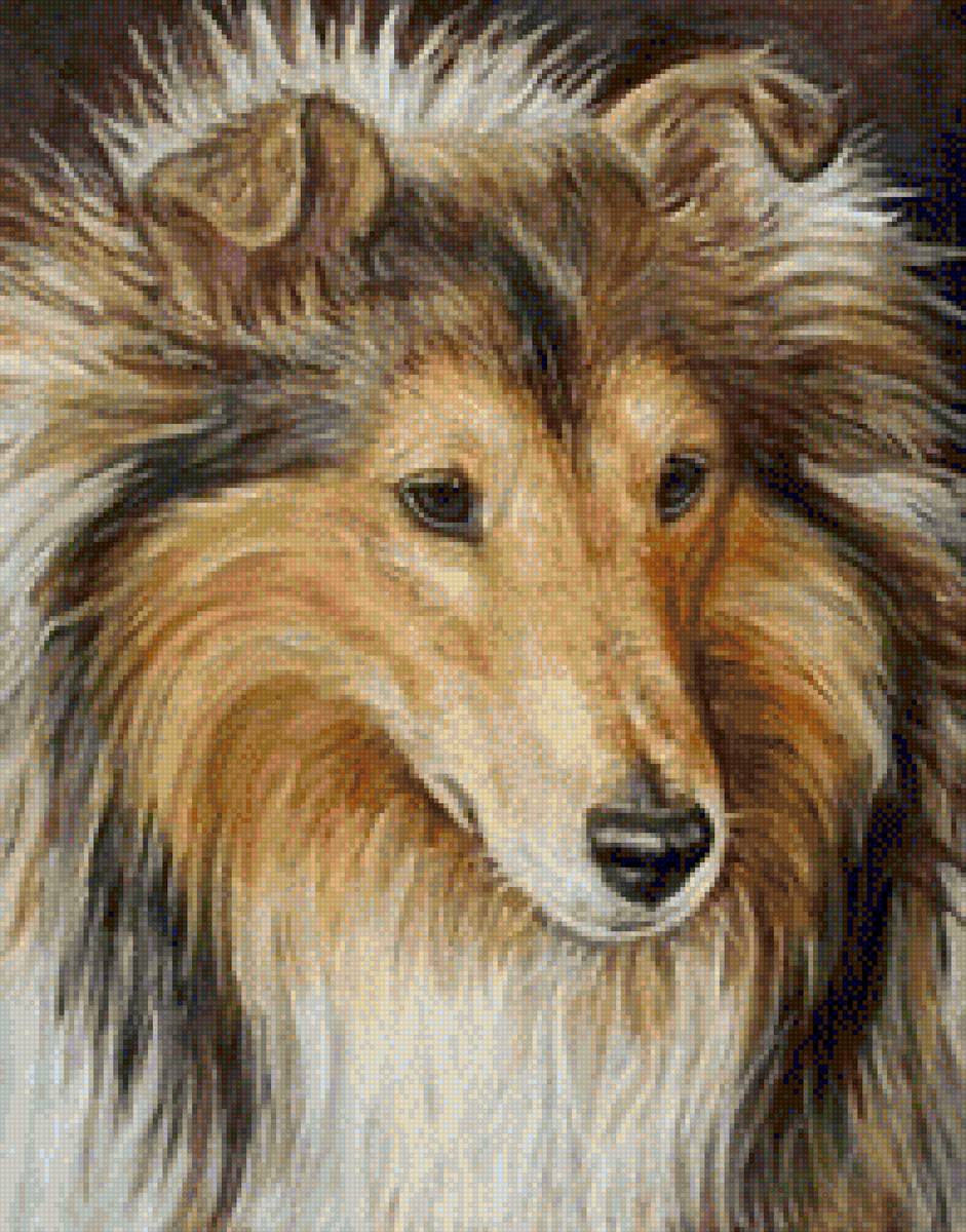 Колли 2 - предпросмотр