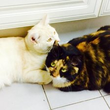 Схема вышивки «Неразлучная пара»