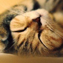 Схема вышивки «котик»