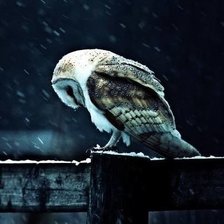 Схема вышивки «совушка»