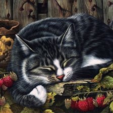 спящий котик