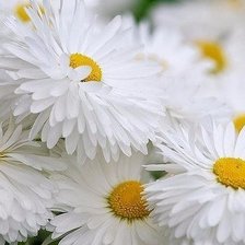 Схема вышивки «ромашки»