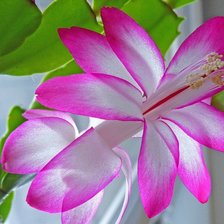 Схема вышивки «декабрист»