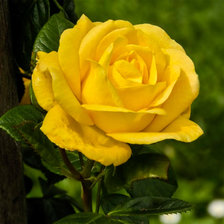 Схема вышивки «роза»