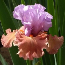 Ирис розовый