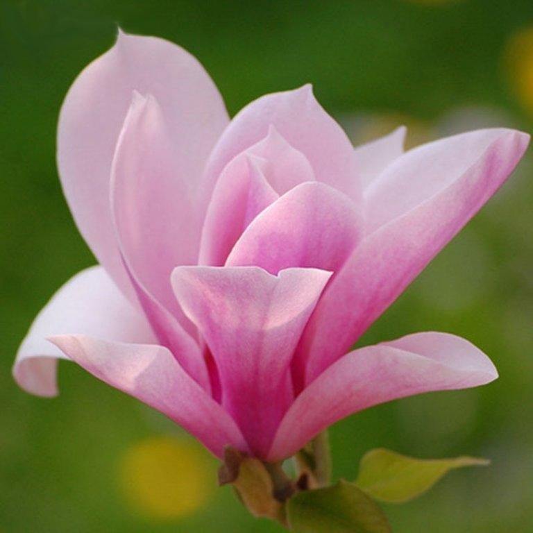 Магнолия - магнолия, цветы - оригинал
